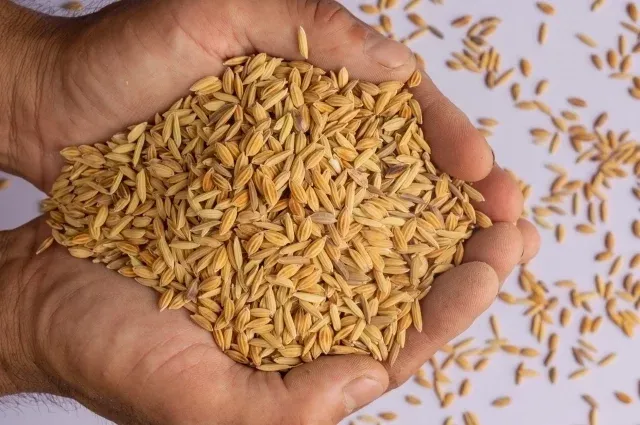 На границе с Казахстаном не пустили 229 кг мяса, мёда и молочных продуктов