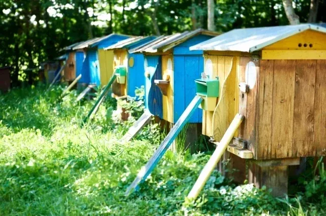 Девять пасечников судятся с фермером из-за гибели пчёл на 24 млн рублей