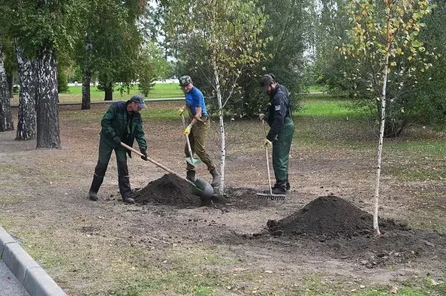 На Алтае осенью высадили более миллиона сеянцев сосны и ели